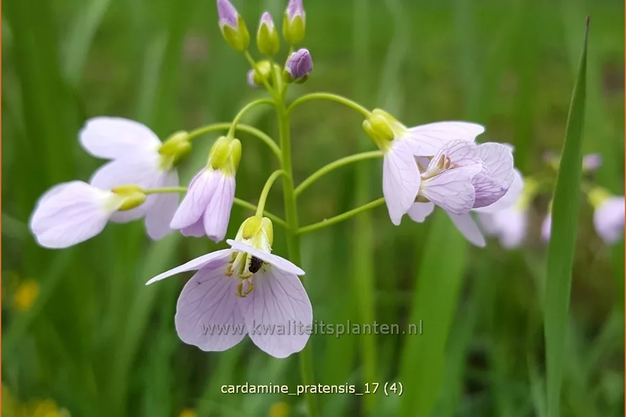 Cardamine pratensis