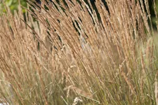 Calamagrostis x acutiflora 'Karl Foerster'