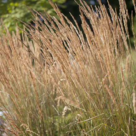 Calamagrostis x acutiflora 'Karl Foerster'