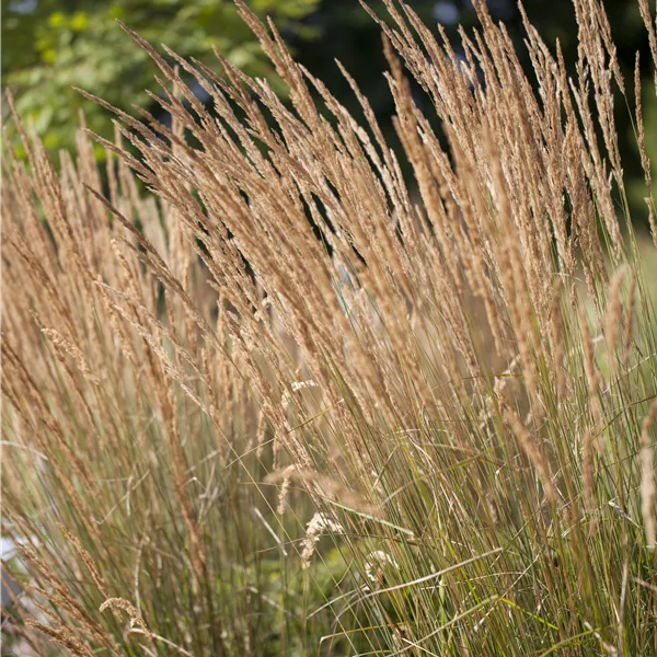 Calamagrostis x acutiflora 'Karl Foerster'