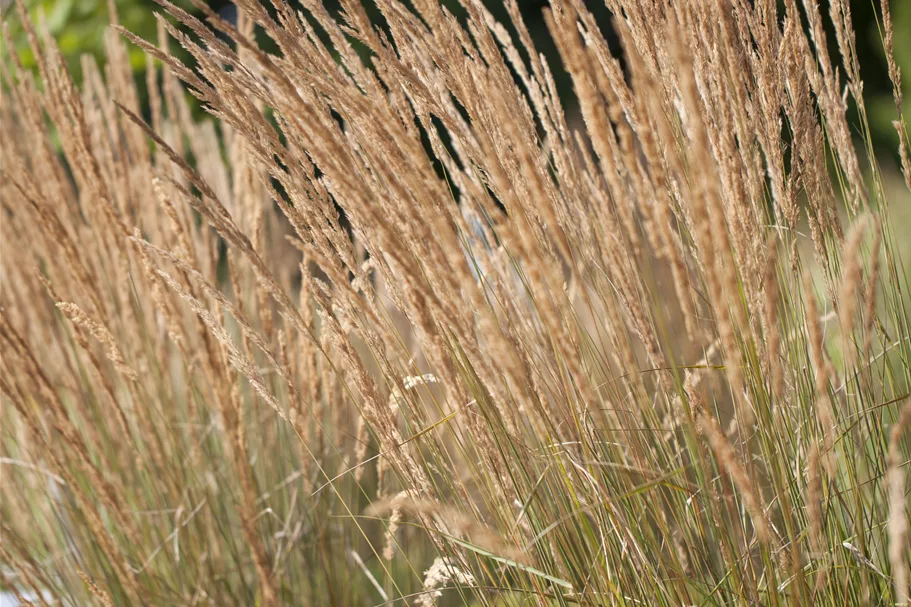 Calamagrostis x acutiflora 'Karl Foerster'