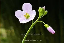 Cardamine pratensis