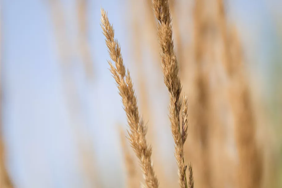 Calamagrostis x acutiflora 'Karl Foerster'