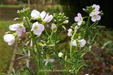 Cardamine pratensis