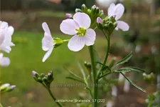 Cardamine pratensis