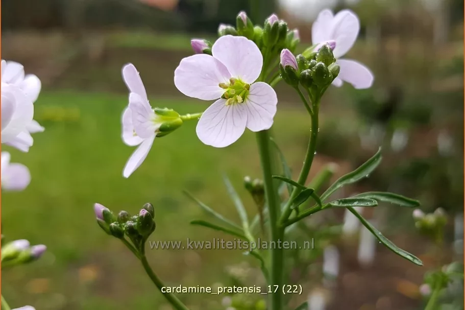 Cardamine pratensis