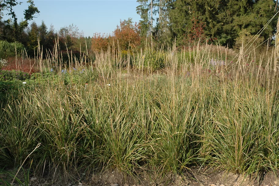 Calamagrostis x acutiflora 'Karl Foerster'
