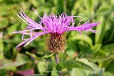 Centaurea phrygia