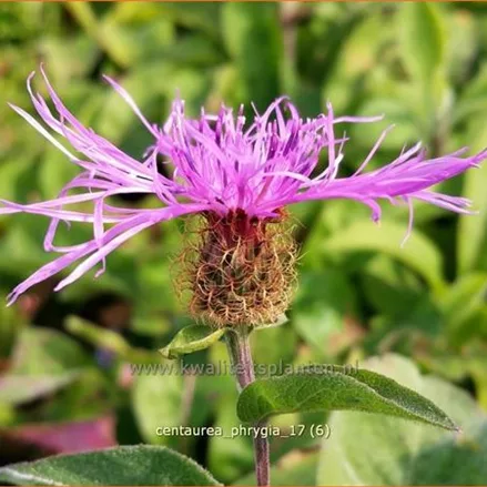 Centaurea phrygia