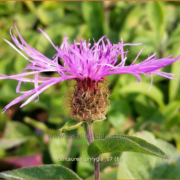 Centaurea phrygia