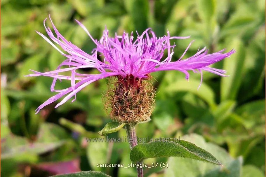 Centaurea phrygia