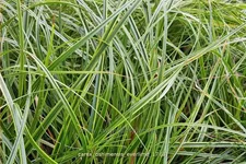 Carex oshimensis 'Everlime'