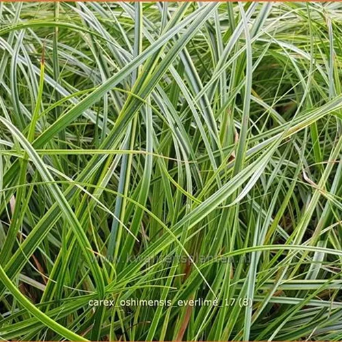 Carex oshimensis 'Everlime'
