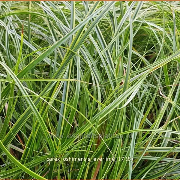 Carex oshimensis 'Everlime'