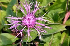 Centaurea phrygia