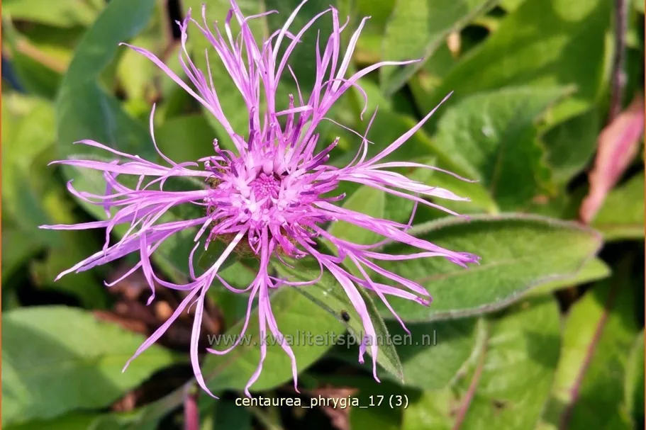 Centaurea phrygia