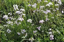 Cardamine pratensis