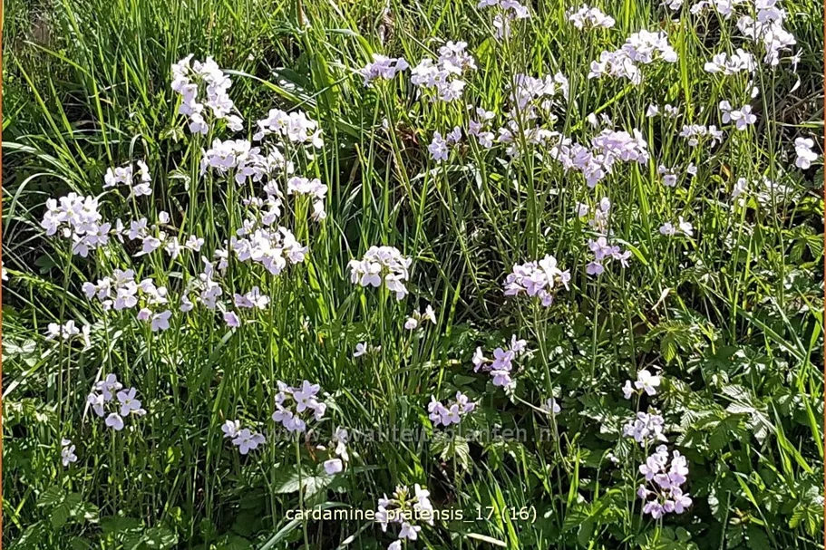 Cardamine pratensis