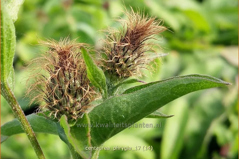 Centaurea phrygia