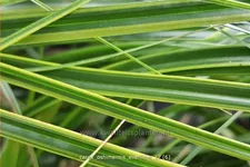 Carex oshimensis 'Everlime'