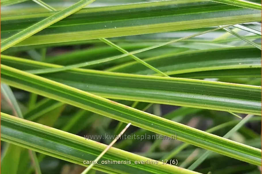 Carex oshimensis 'Everlime'