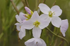 Cardamine pratensis