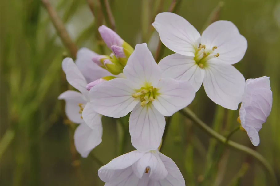 Cardamine pratensis