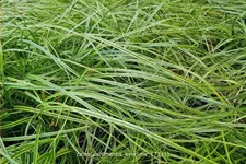 Carex oshimensis 'Everlime'