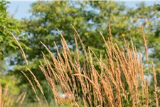 Calamagrostis x acutiflora 'Karl Foerster'