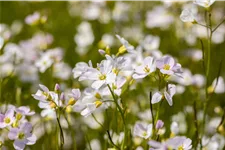 Cardamine pratensis