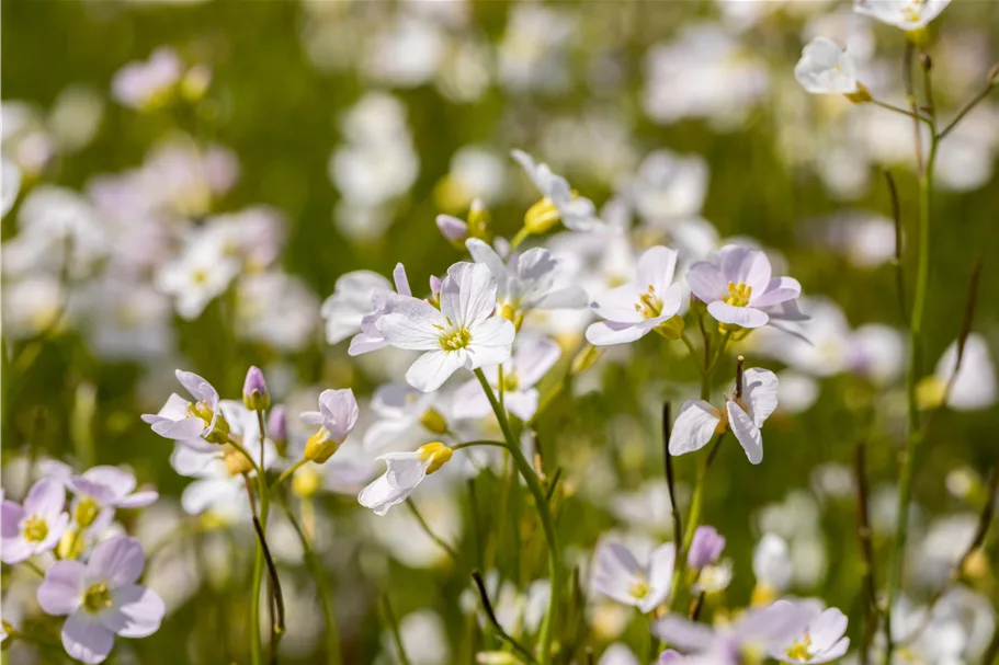 Cardamine pratensis
