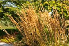 Calamagrostis x acutiflora 'Karl Foerster'