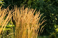 Calamagrostis x acutiflora 'Karl Foerster'