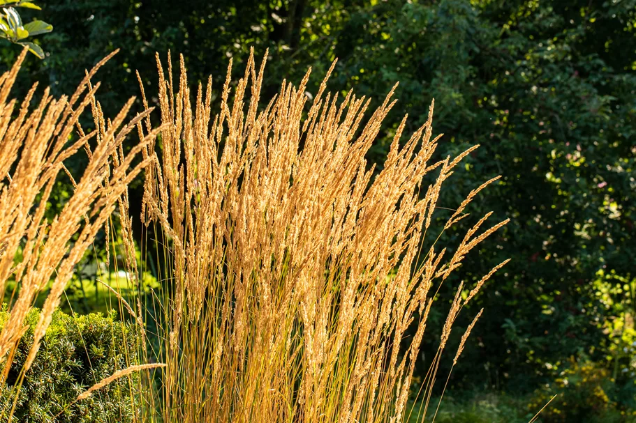 Calamagrostis x acutiflora 'Karl Foerster'