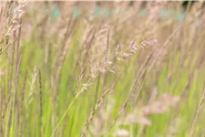 Calamagrostis x acutiflora 'Karl Foerster'