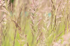 Calamagrostis x acutiflora 'Karl Foerster'