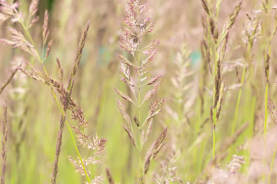 Calamagrostis x acutiflora 'Karl Foerster'