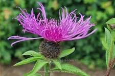 Centaurea polyphylla 'Caramia'