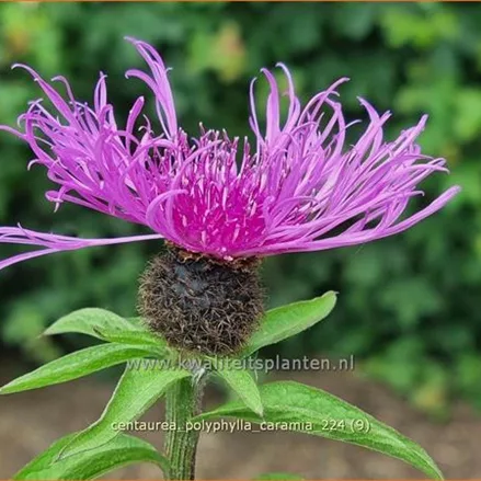 Centaurea polyphylla 'Caramia'