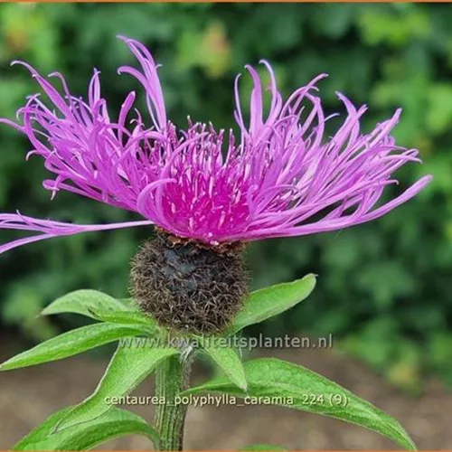 Centaurea polyphylla 'Caramia'