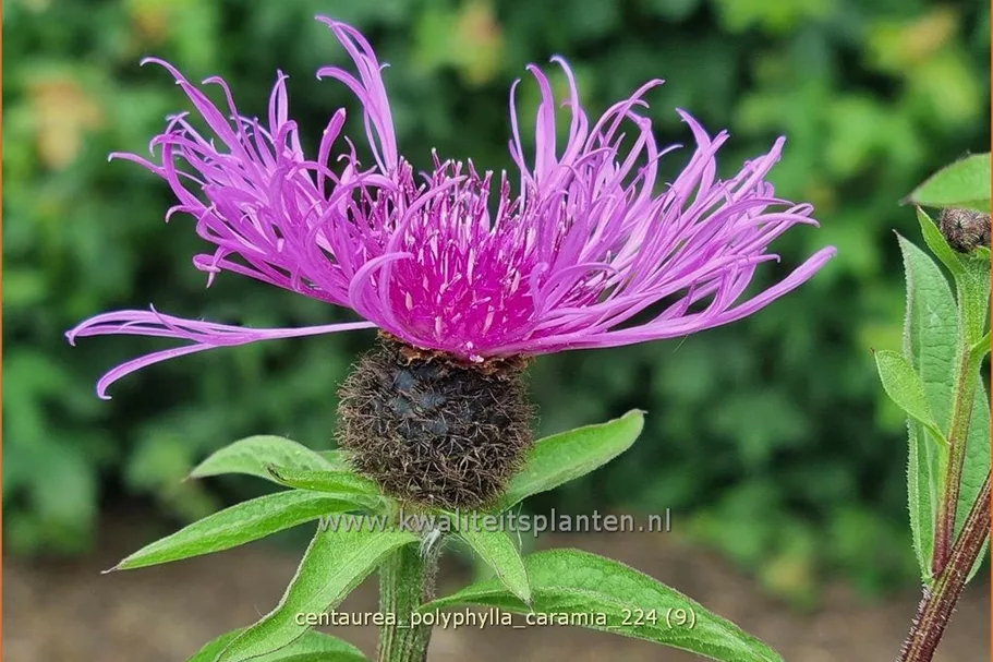 Centaurea polyphylla 'Caramia'