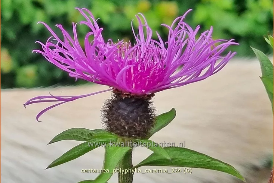 Centaurea polyphylla 'Caramia'