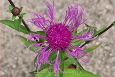 Centaurea polyphylla 'Caramia'