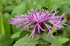 Centaurea polyphylla 'Caramia'