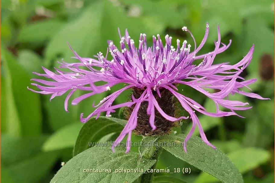 Centaurea polyphylla 'Caramia'