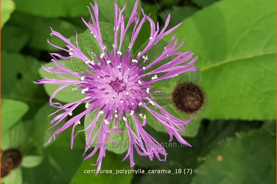 Centaurea polyphylla 'Caramia'