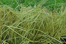 Carex oshimensis 'Everoro'
