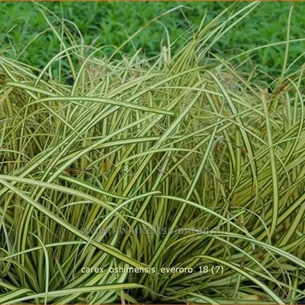 Carex oshimensis 'Everoro'