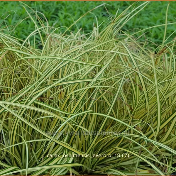 Carex oshimensis 'Everoro'