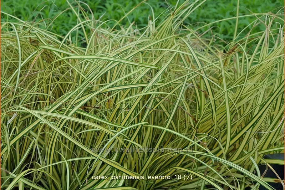 Carex oshimensis 'Everoro'